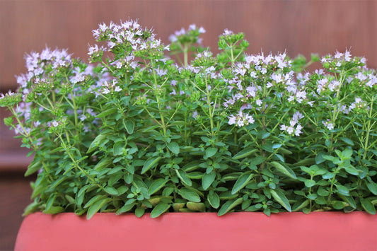 Sweet Marjoram seeds Origanum majorana