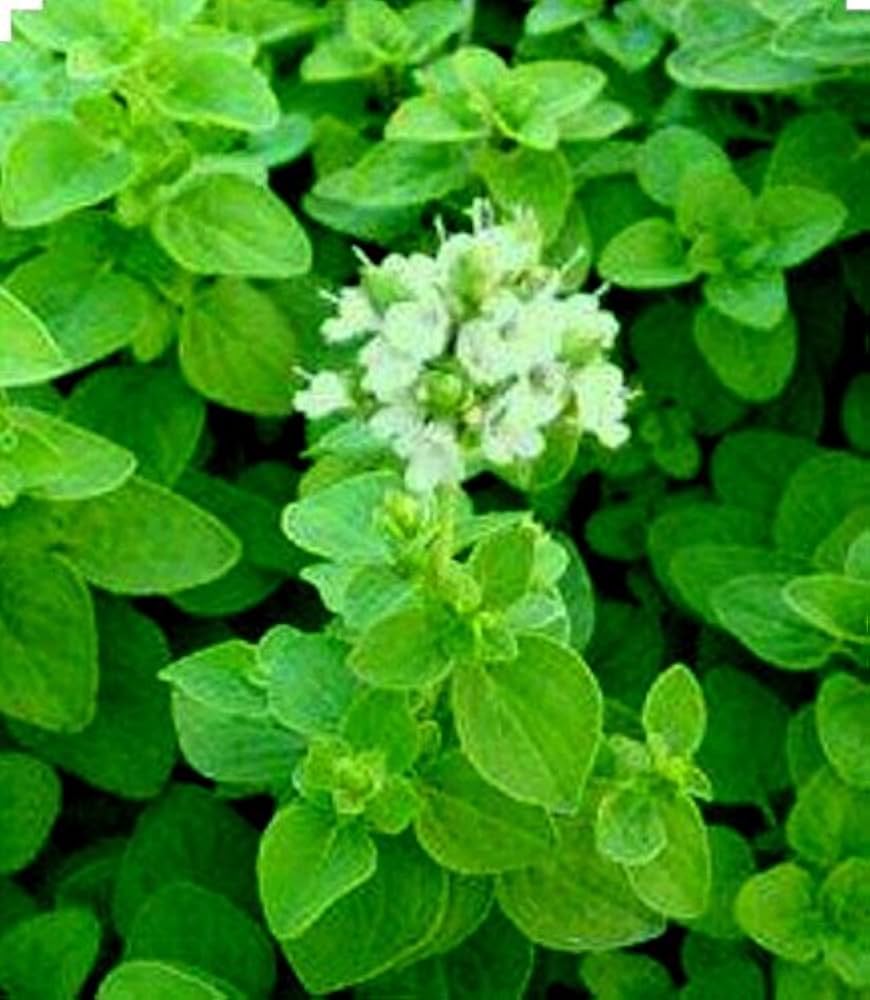 Sweet Marjoram grown in urban container garden from seeds