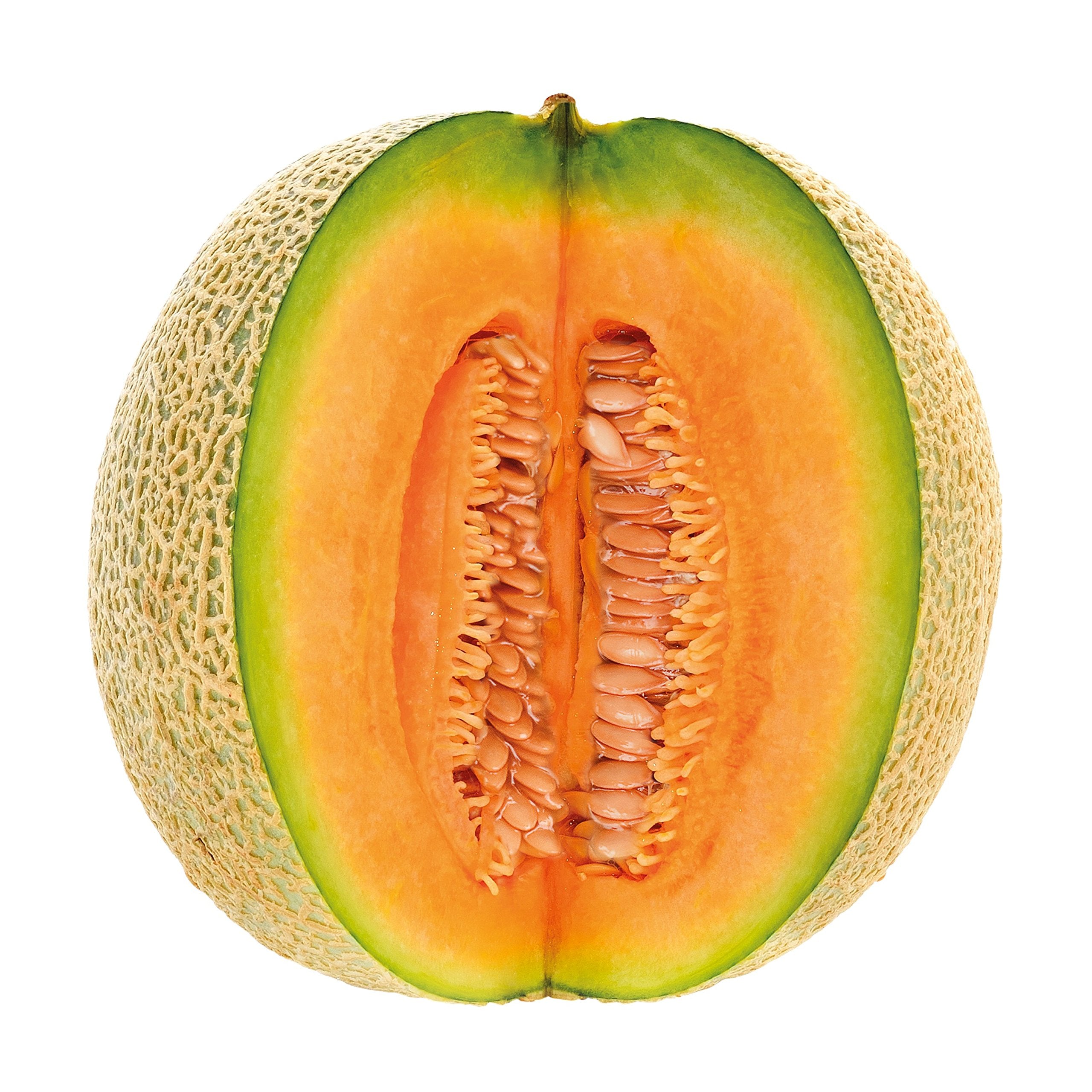 Sweet melon plants growing in a warm garden