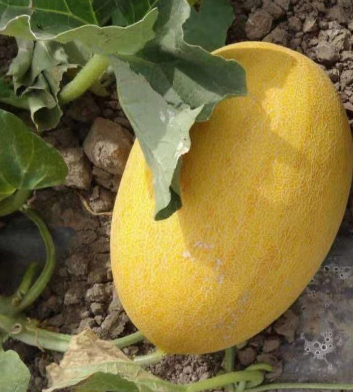 Sweet melon seeds for easy planting and home gardening