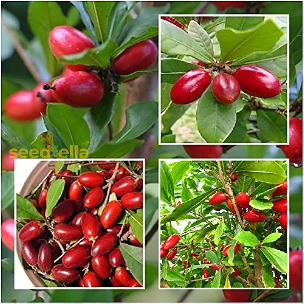 Sweet Miracle Fruit Seeds for Home Garden