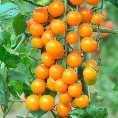 Sweet Orange tomato seeds suitable for container gardening and raised beds