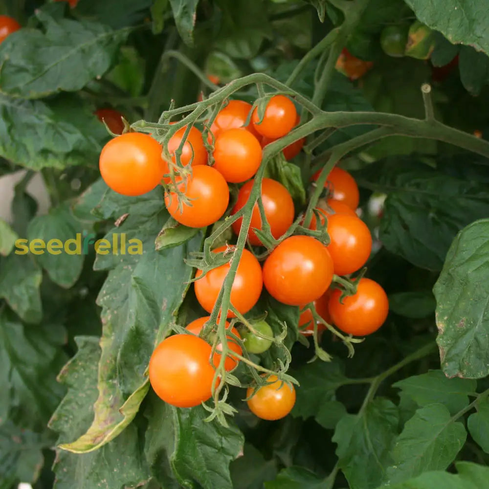 Sweet Orange Tomato Seeds For Planting - Savor The Deliciously And Juicy Tomatoes