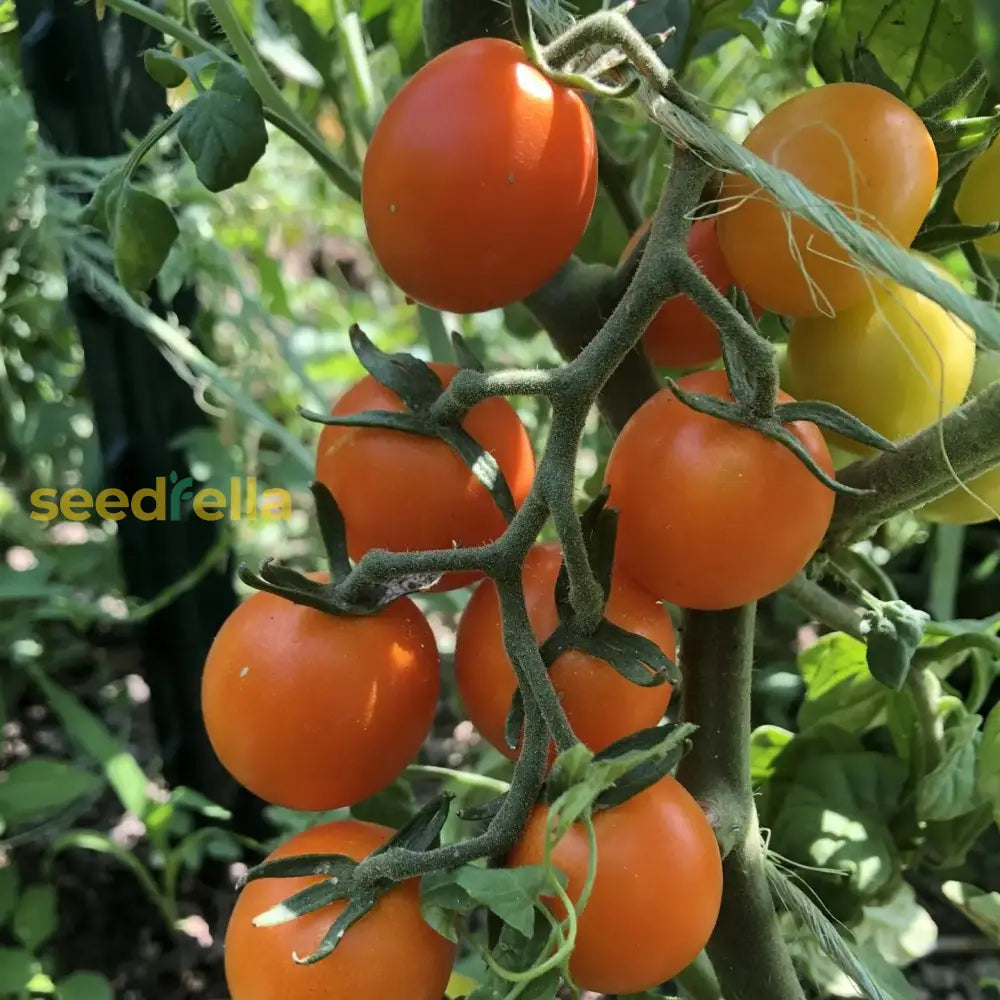 Sweet Orange Tomato Seeds For Planting - Savor The Deliciously And Juicy Tomatoes