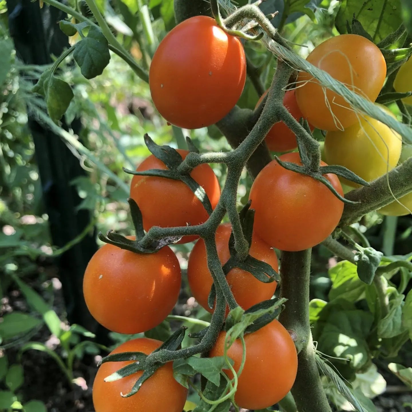Sweet Orange tomato seeds for planting non GMO home garden variety