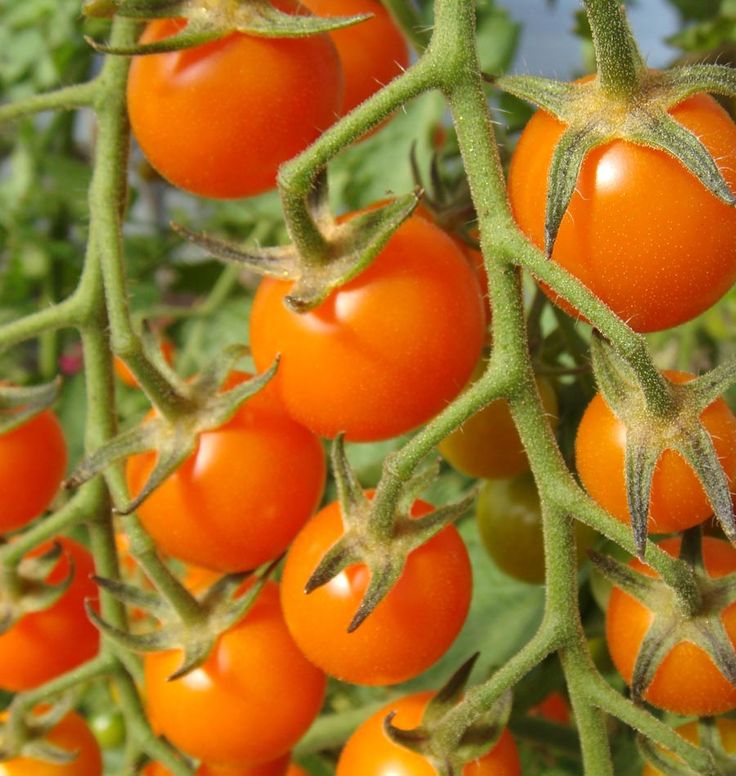 Heirloom Sweet Orange tomato seeds ideal for backyard gardens