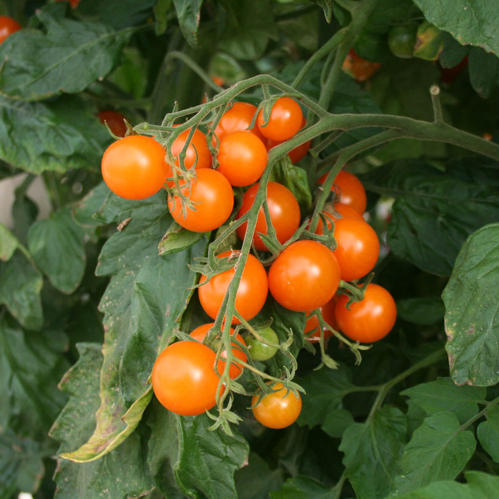 Growth stage of Sweet Orange tomato plants from non GMO seeds