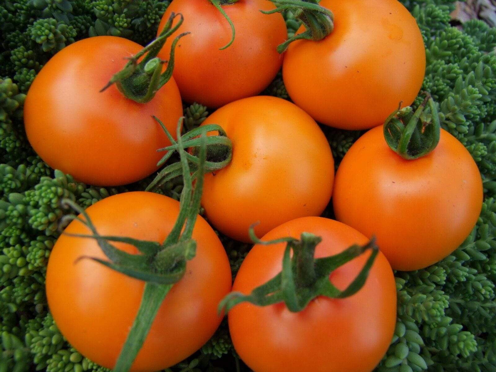 Bright orange Sweet Orange tomatoes grown from non GMO seeds