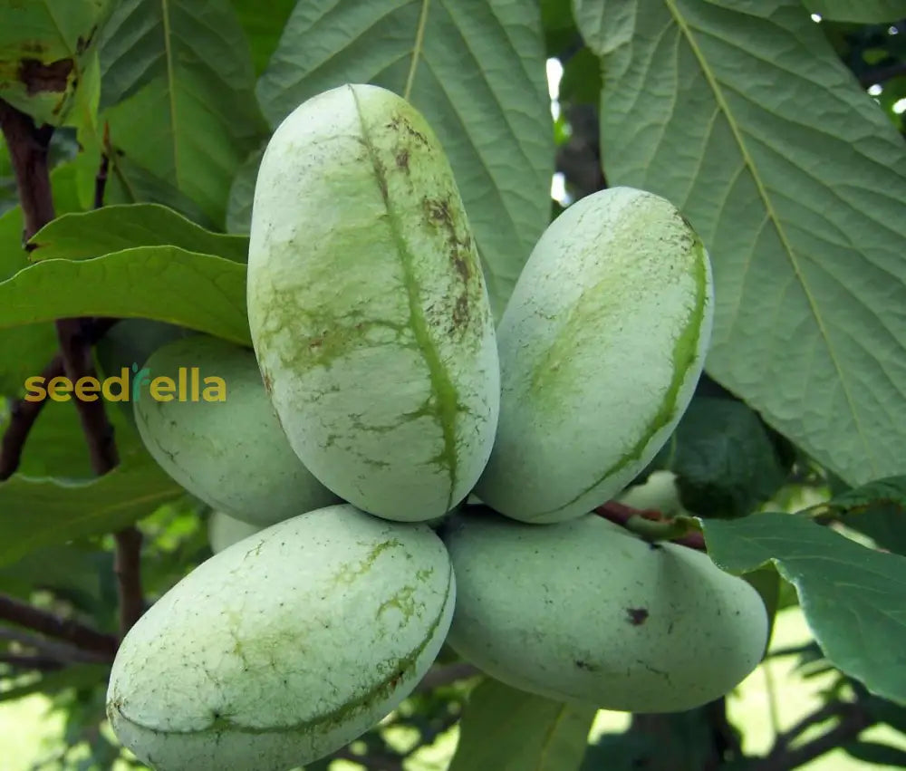 Sweet Pawpaw Tree Seeds for Home Garden