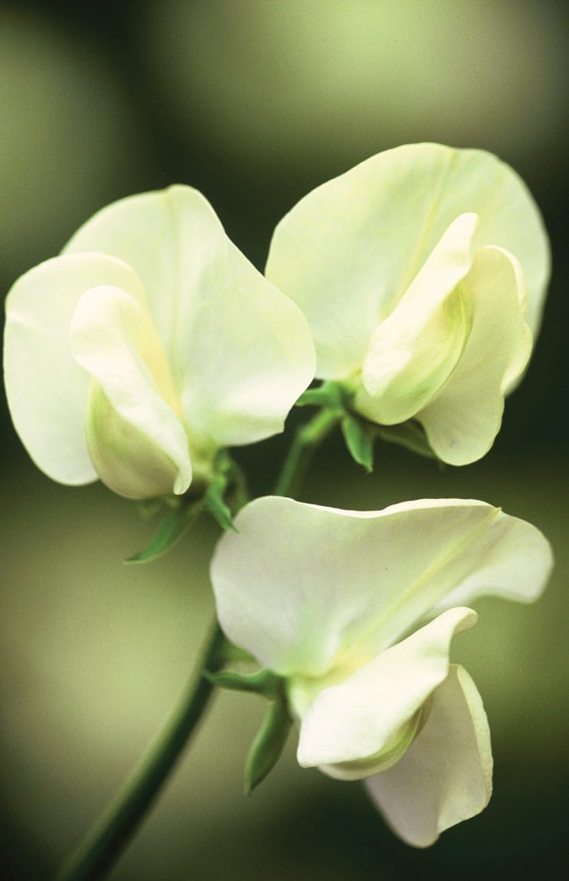 Cream Sweet Pea Cut Flowers in Vase