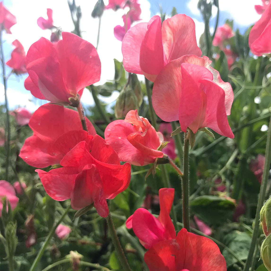 Red Sweet Pea Cut Flowers in Vase