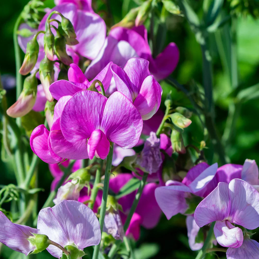 Freshly Cut Purple Sweet Pea Flowers in Vase
