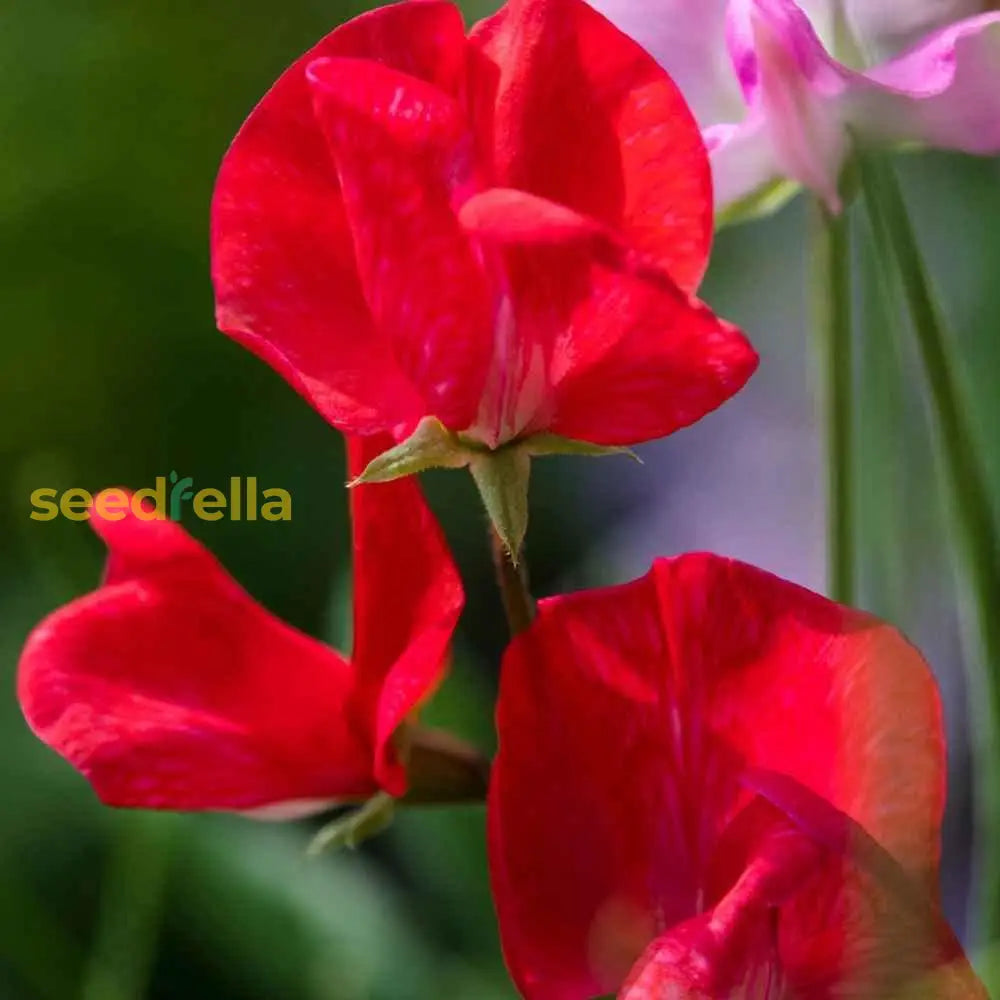 Sweet Pea Flower Planting In Deep Red - Seeds For Vibrant Blooms And Enchanting Garden Beauty