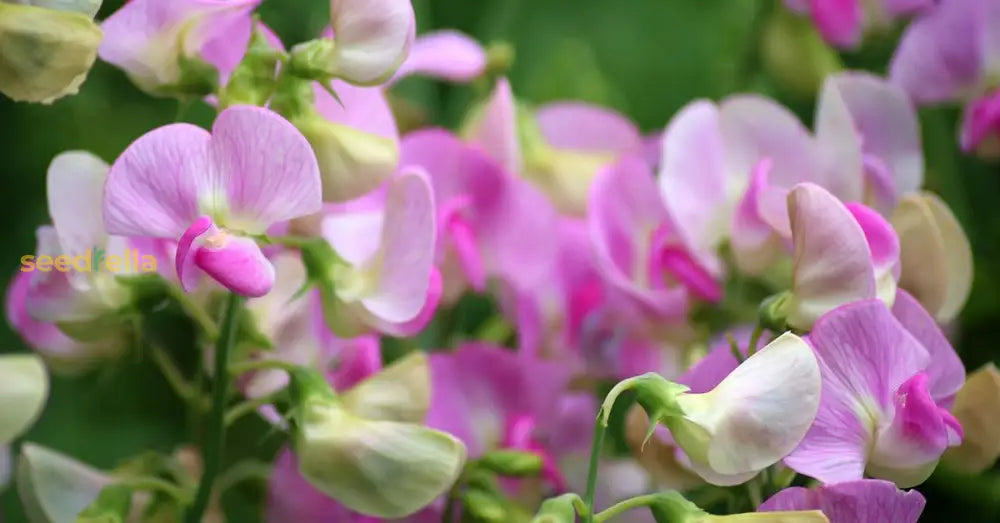 Sweet Pea Flower Purple Seeds For Planting - Grow Charming And Aromatic Flowers In Your Space