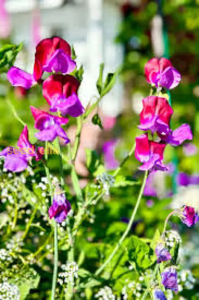 Sweet Pea Flower Purple Seeds For Planting - Grow Charming And Aromatic Flowers In Your Space