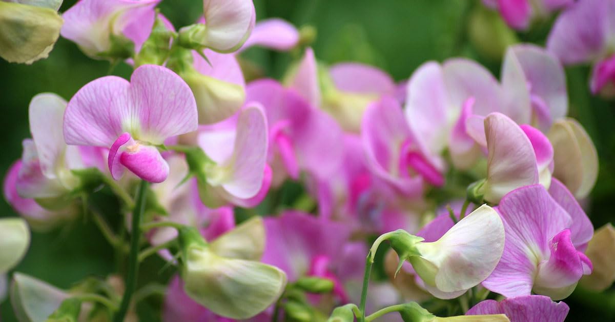 Sweet Pea Flower Purple Seeds for Planting