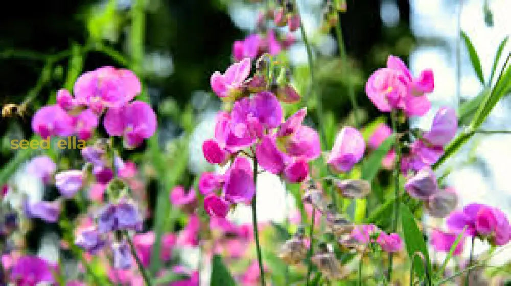 Sweet Pea Flower Seeds For Planting Cream Vibrant And Fragrant Gardens