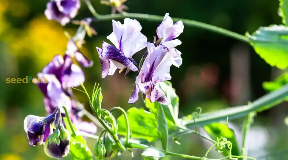 Sweet Pea Flower Seeds For Planting Cream Vibrant And Fragrant Gardens