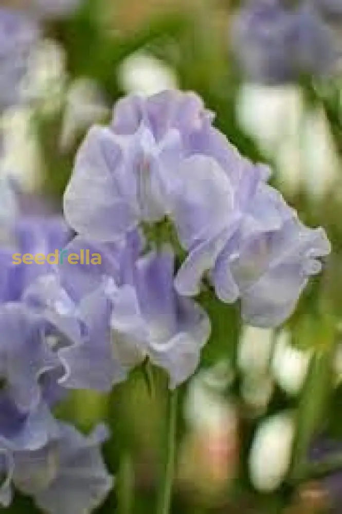 Sweet Pea Flower Seeds In Light Blue For Creating Fragrant Gardens