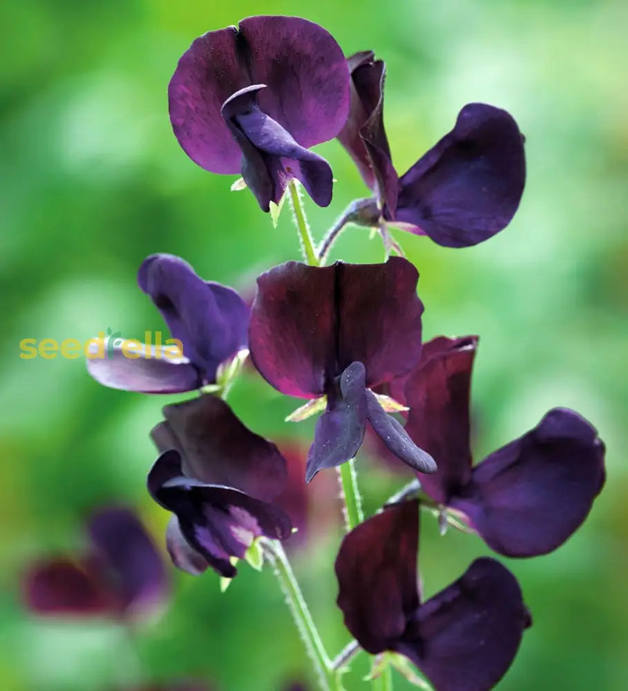 Sweet Pea Flower Seeds Planting - Seed For Elegant Blooms And Fragrant Vines In Your Garden