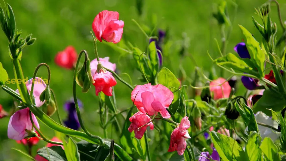 Sweet Pea Flower Seeds Planting - Seed For Elegant Blooms And Fragrant Vines In Your Garden