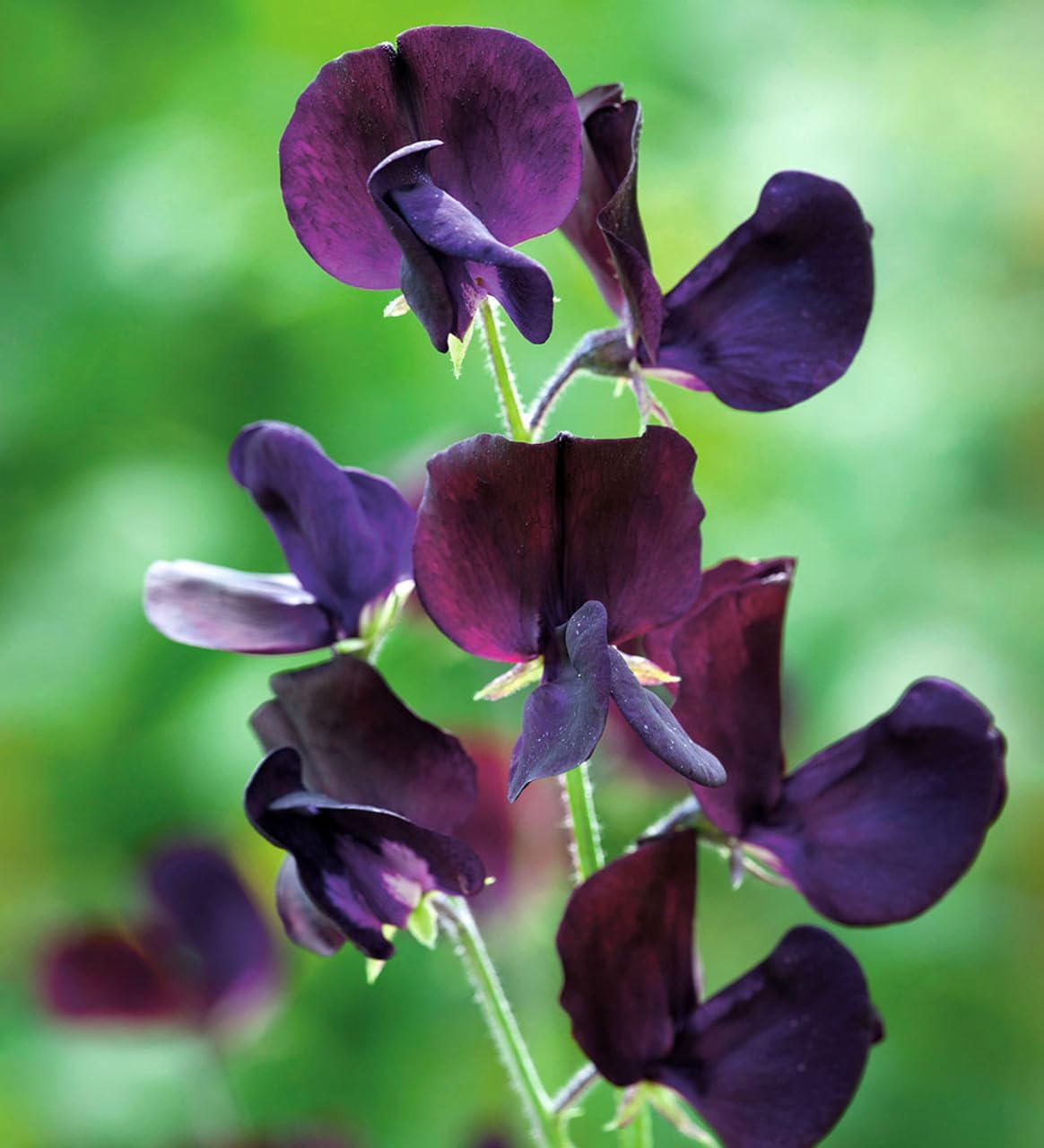Sweet Pea Flower Seeds for Planting