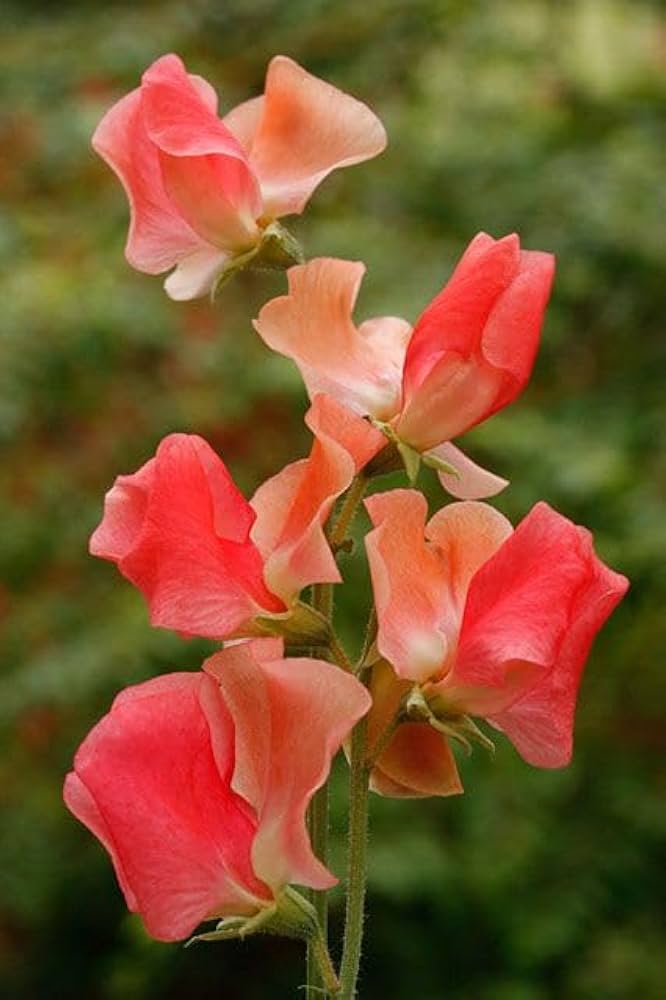 Orange Sweet Pea Flowers Climbing Trellis