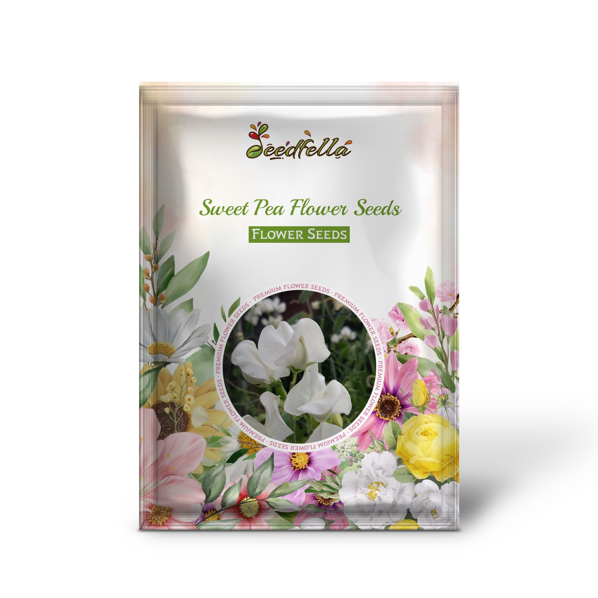 Light Blue Sweet Pea Blooms in Garden