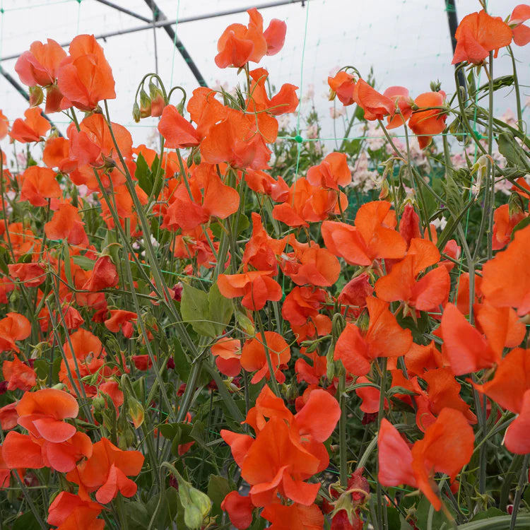 Sweet Pea Orange Flower Seeds for Planting