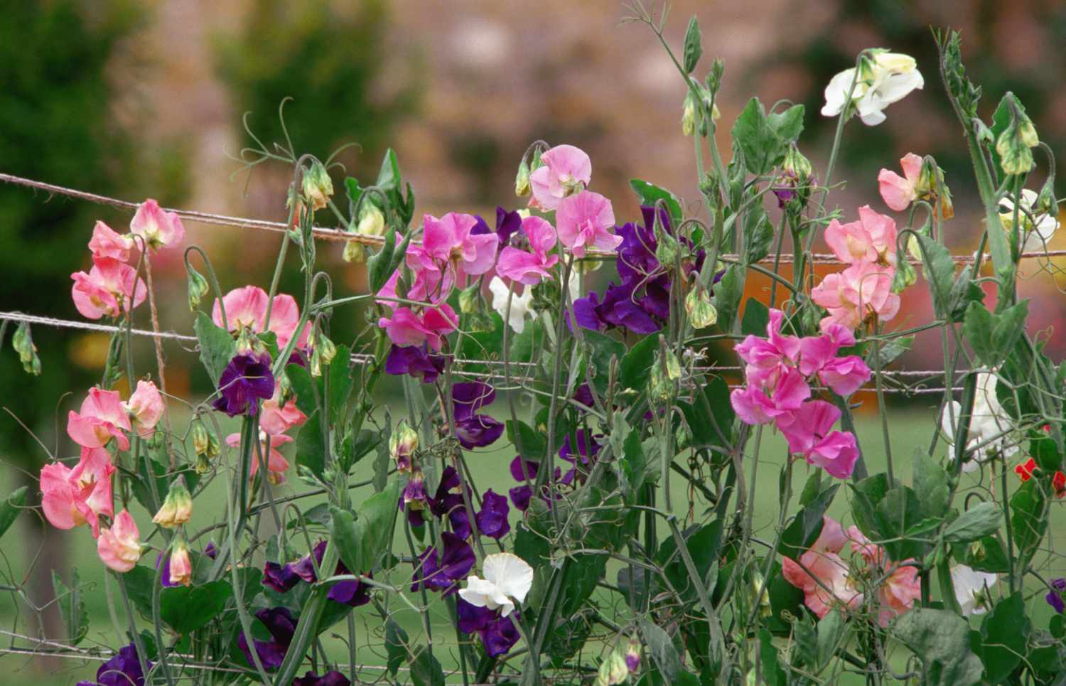 Potted Purple Sweet Pea Flowering Plant