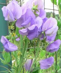 Lavender Sweet Pea Flowers Growing on Trellis