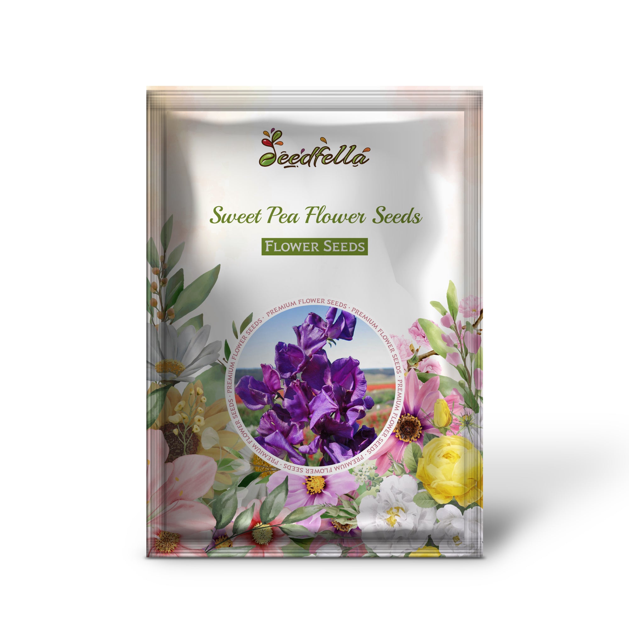 Violet Sweet Pea Flowers Blooming in Garden