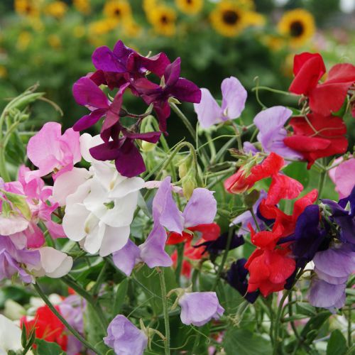 Sweet Pea Flower Lathyrus odoratus for planting in flower bed