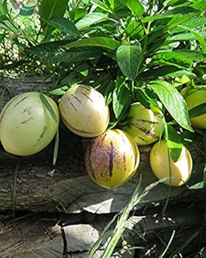 Sweet Pepino Dulce Fruit Seeds for Home Garden