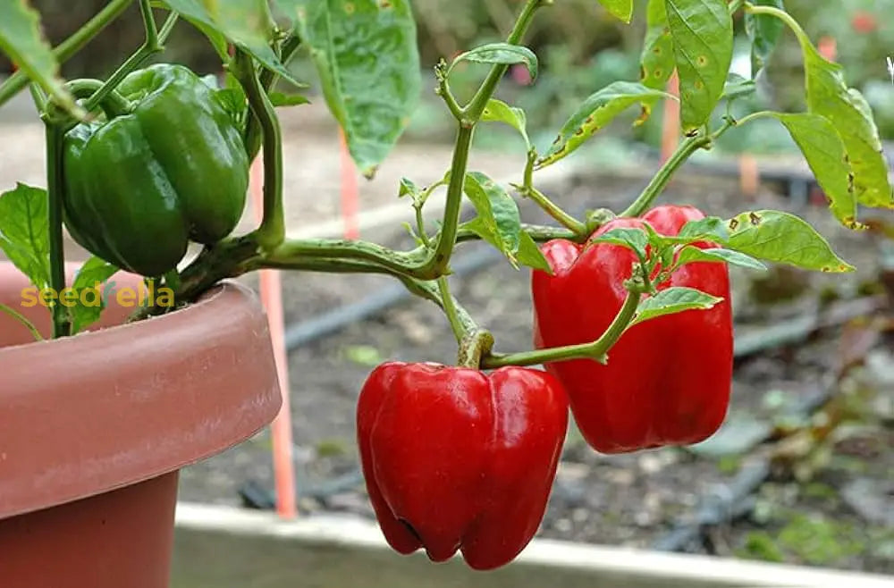 Sweet pepper plant seeds for garden