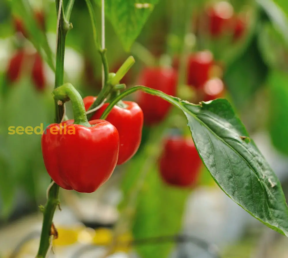 Non GMO sweet pepper seeds for warm season gardening