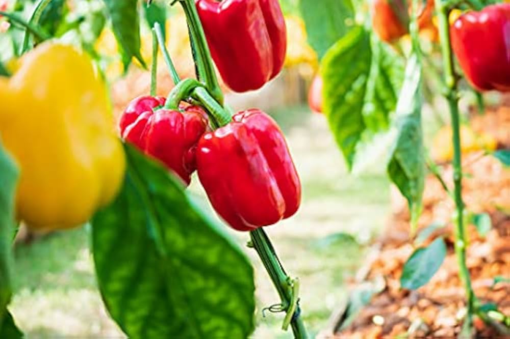 Sweet pepper seeds for garden planting