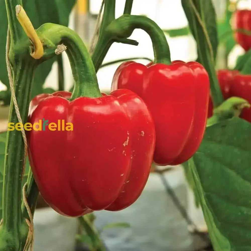 Sweet Pepper Seeds For Planting  Vibrant Vegetables Your Garden Vegetable Seeds