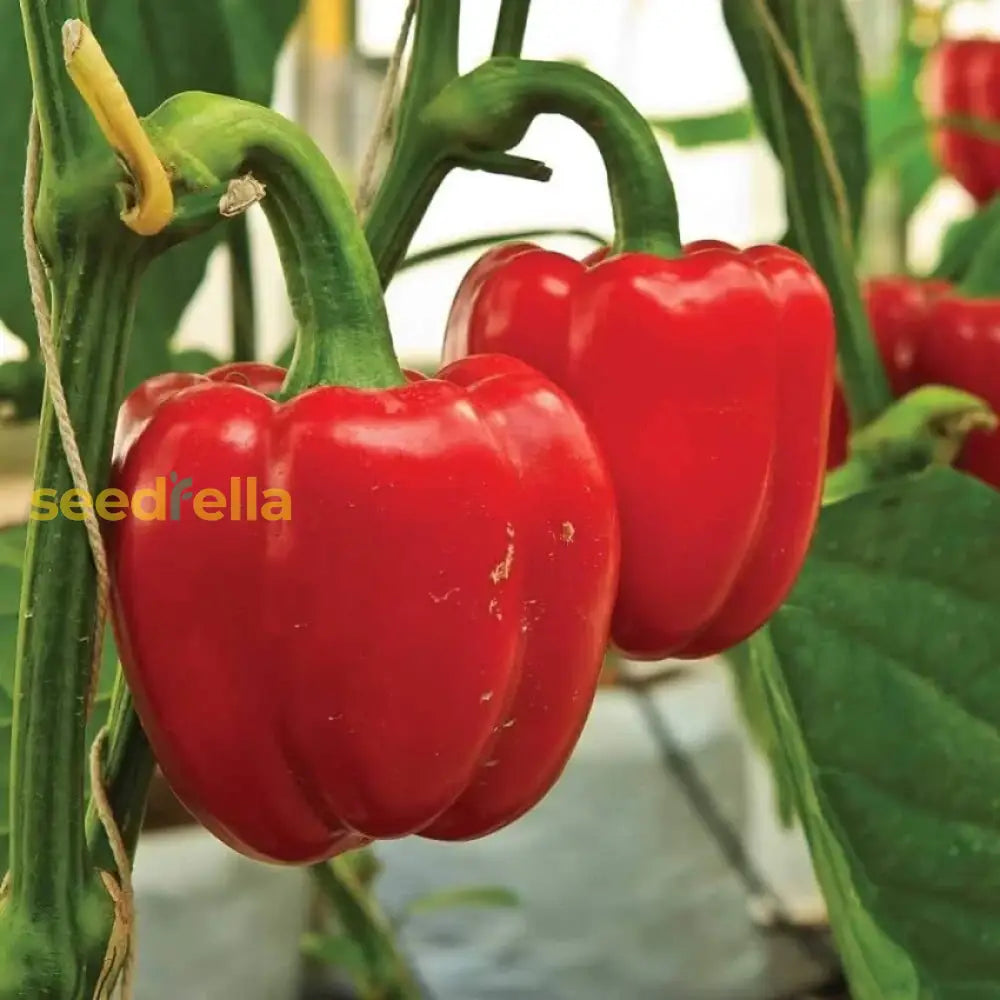 Sweet Pepper Seeds For Planting  Vibrant Vegetables Your Garden Vegetable Seeds