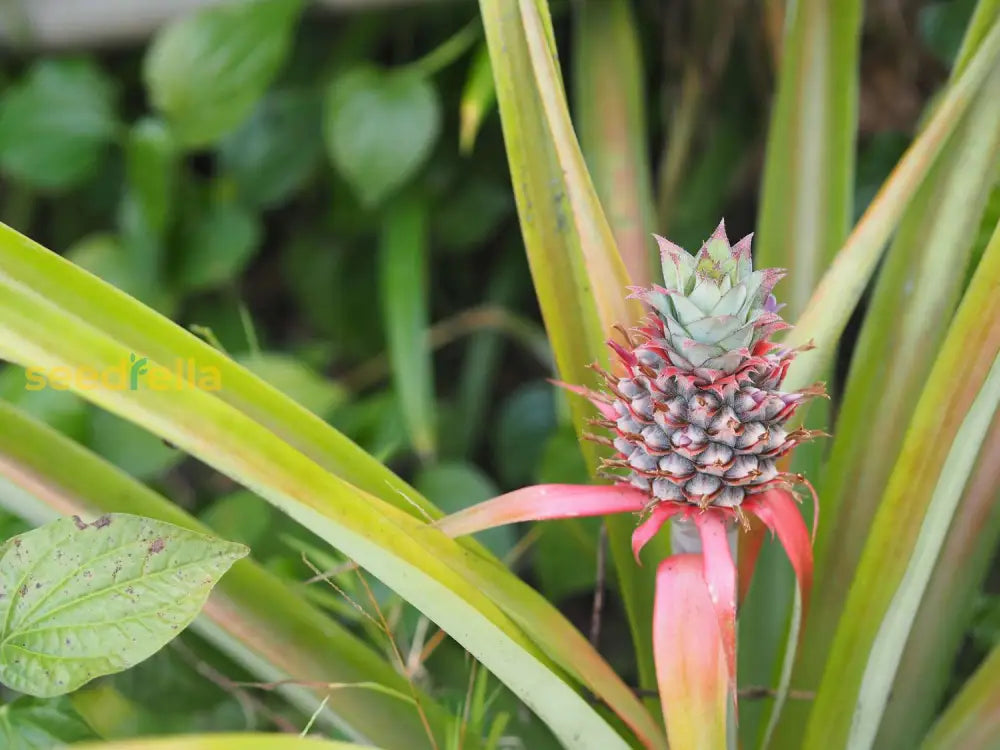 Sweet Pink Pineapple Seeds Easy Planting