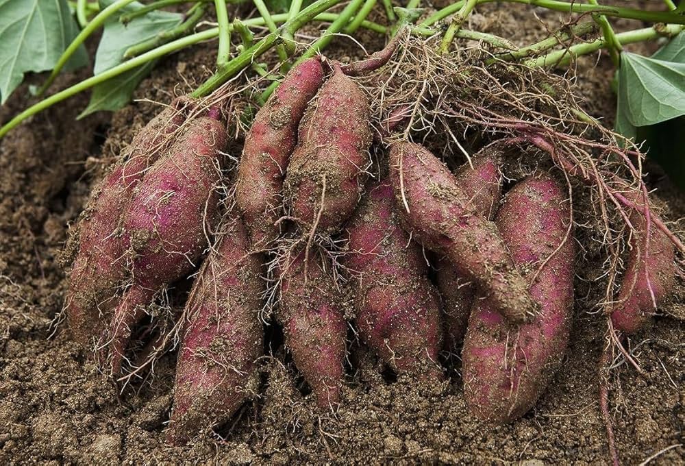 Sweet Potato plants thriving in backyard farm