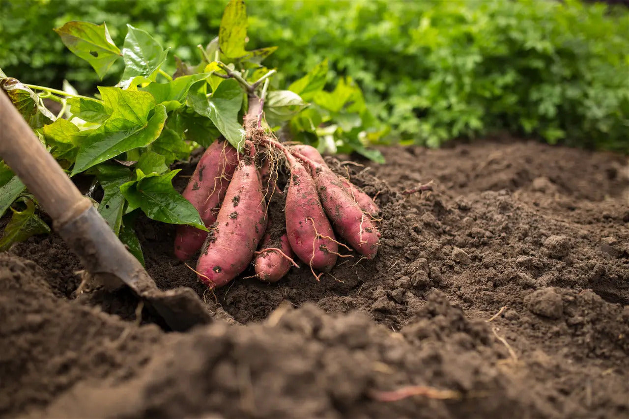 Freshly harvested Sweet Potato tubers from vegetable patch and backyard farm
