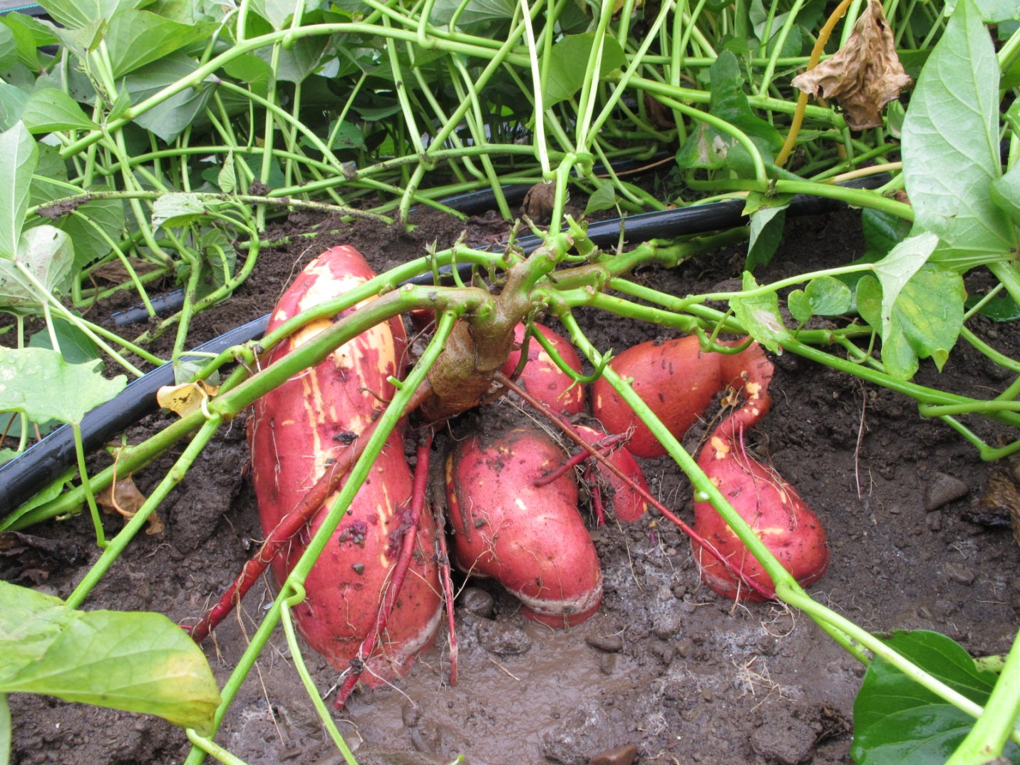 Closeup of high-quality Ipomoea batatas Sweet Potato seeds
