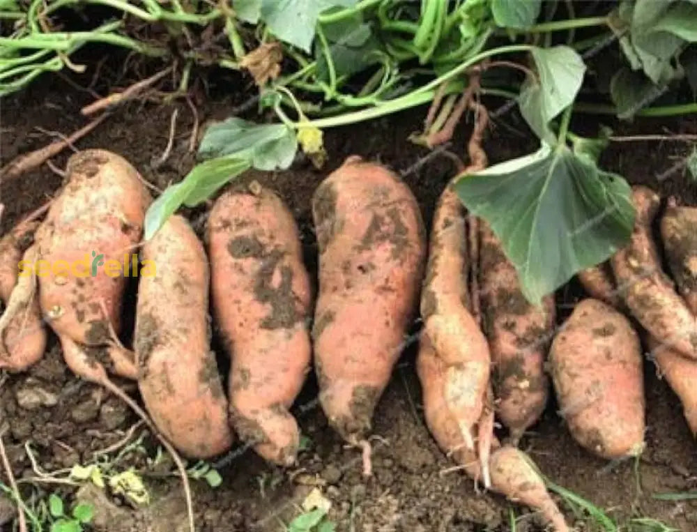 Sweet Potato Seeds For Planting - Brown Vegetable Seeds