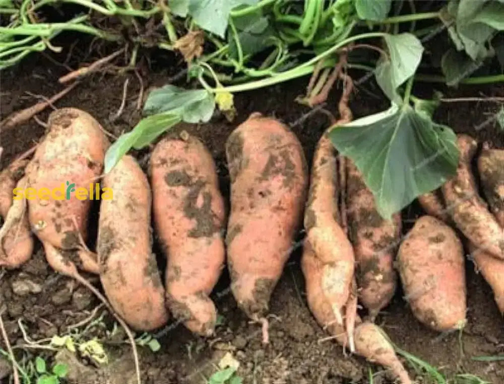 Sweet Potato Seeds For Planting - Brown Vegetable Seeds