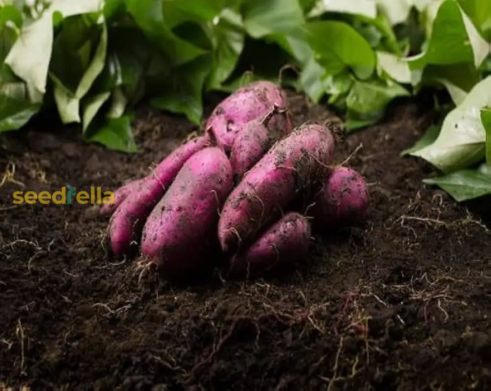 Sweet Potato Seeds For Planting - Brown Vegetable Seeds