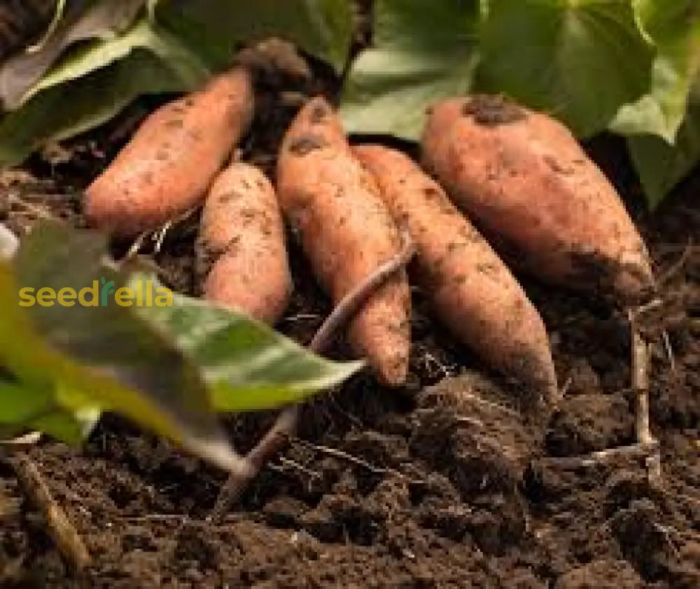 Sweet Potato Seeds For Planting - Orange & Yellow Varieties Vegetable Seeds