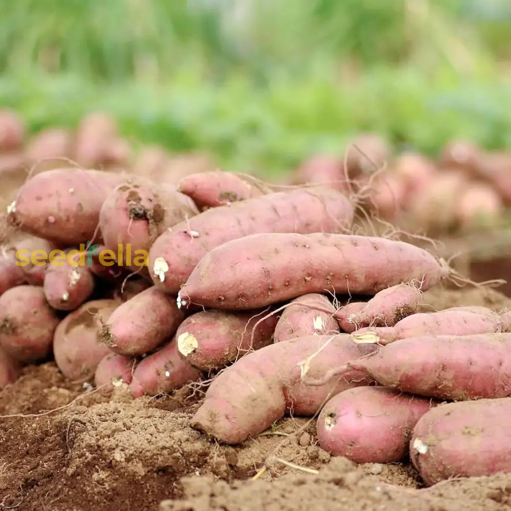 Sweet Potato Seeds Non-Gmo Vegetable Home Garden Plant Seed For Planting Best Selling