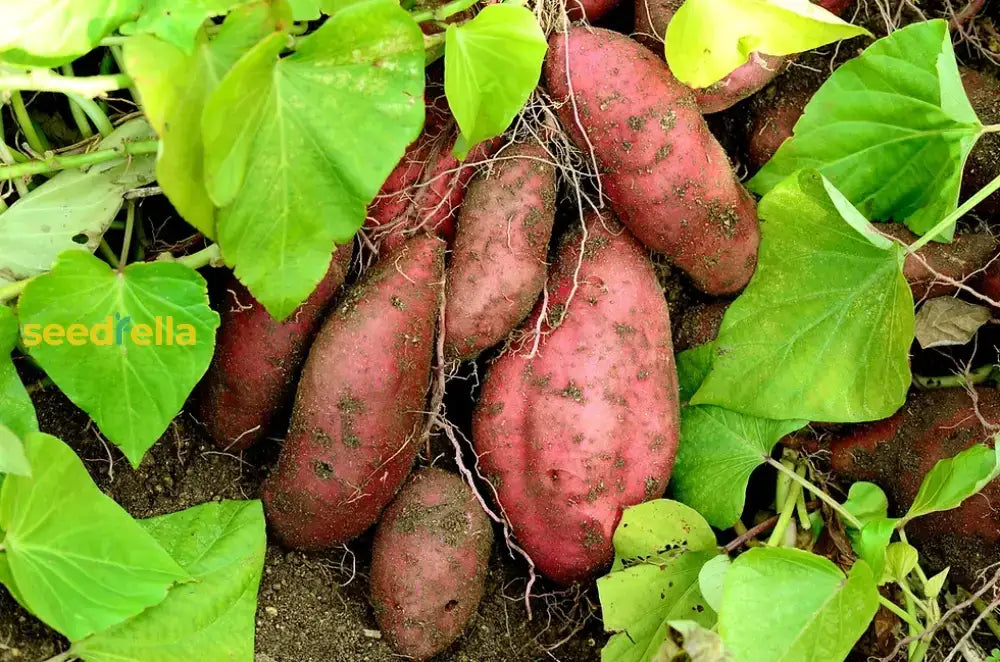 Sweet Potato Vegetable Seeds - Easy Planting For Home Growers Seeds