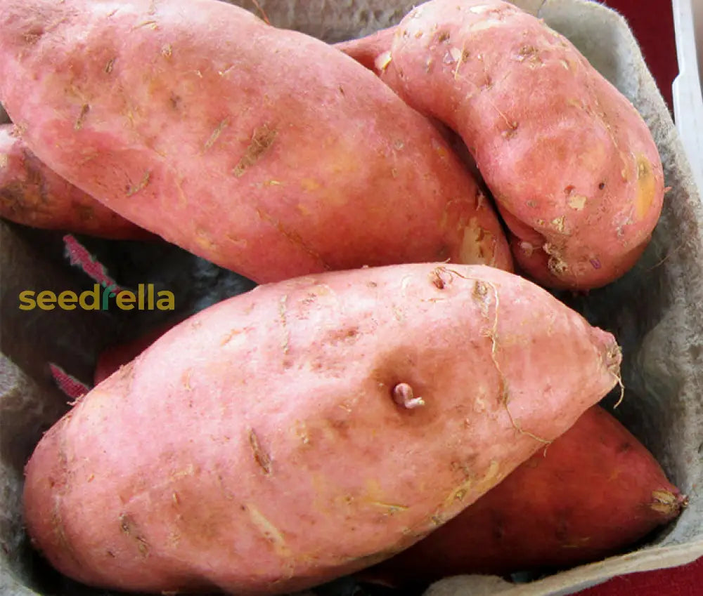 Sweet Potato Vegetable Seeds - Easy Planting For Home Growers Seeds